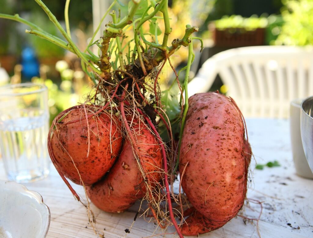 sweet potato, harvest, batate-1716421.jpg